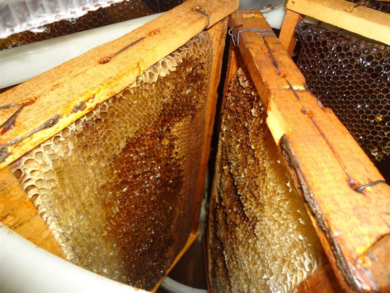 9th Annual Honey Harvest Event 